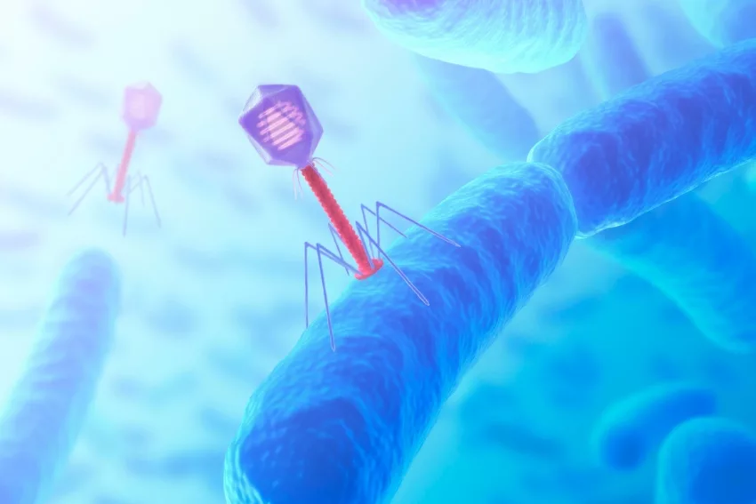 GCSE Biology - Infection