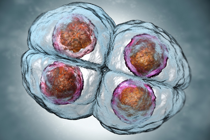 A-level Biology - Mitosis