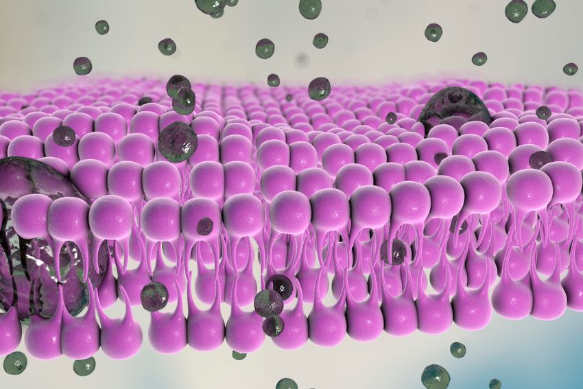 Phospholipid Bilayer A Level Biology