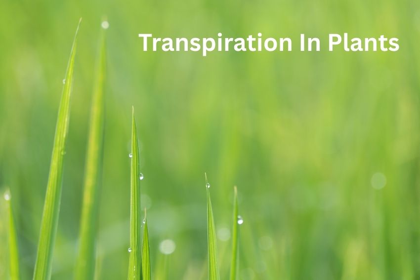 transpiration in gcse biology