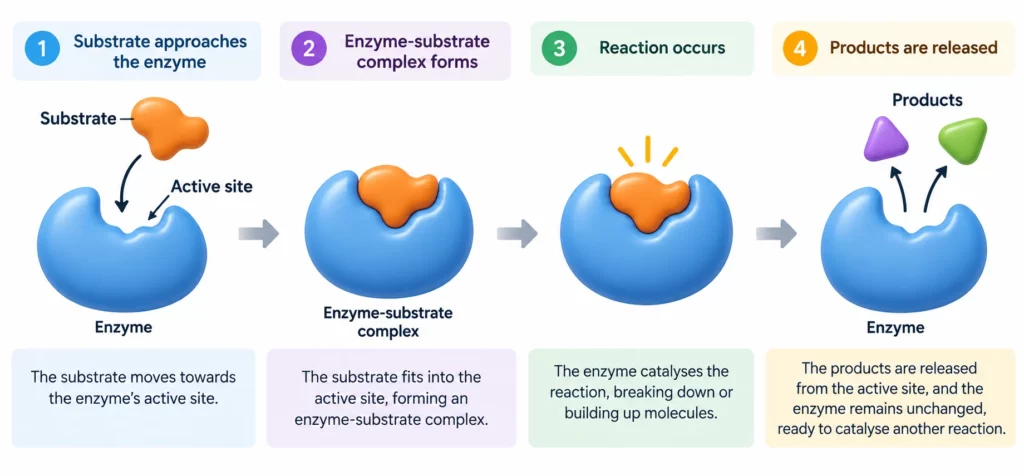 Lock and key theory diagram showing an enzyme, active site, substrate, enzyme-substrate complex and products